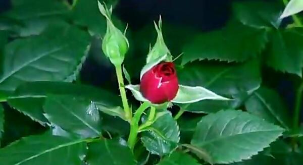عکس گل غنچه