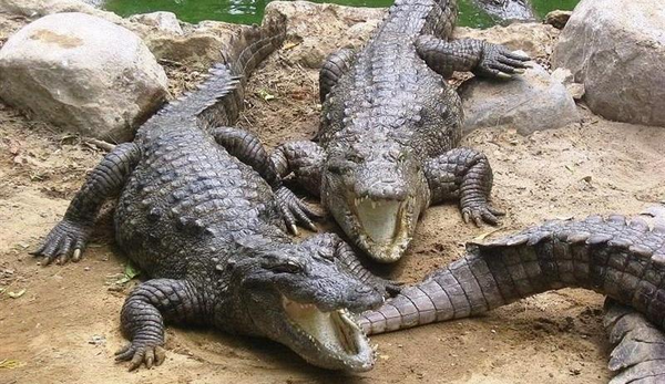 عکس بچه تمساح