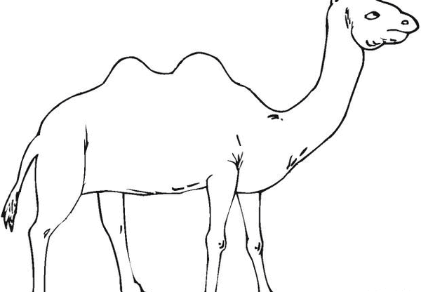 عکس شتر نقاشی