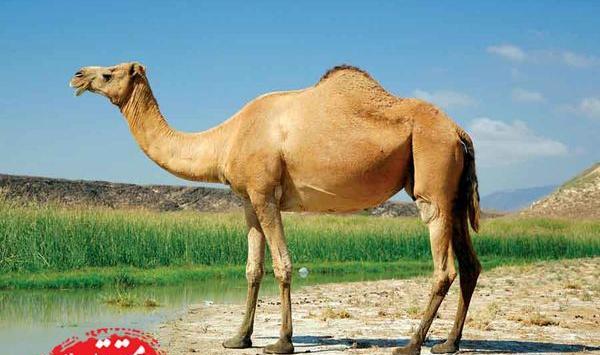 عکس شتر نقاشی