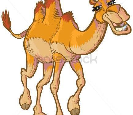 عکس شتر نقاشی