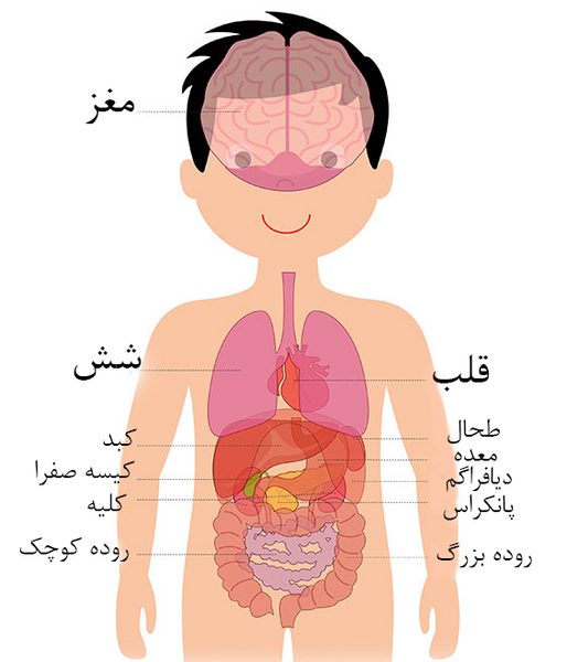 عکس آناتومی بدن برای کودکان