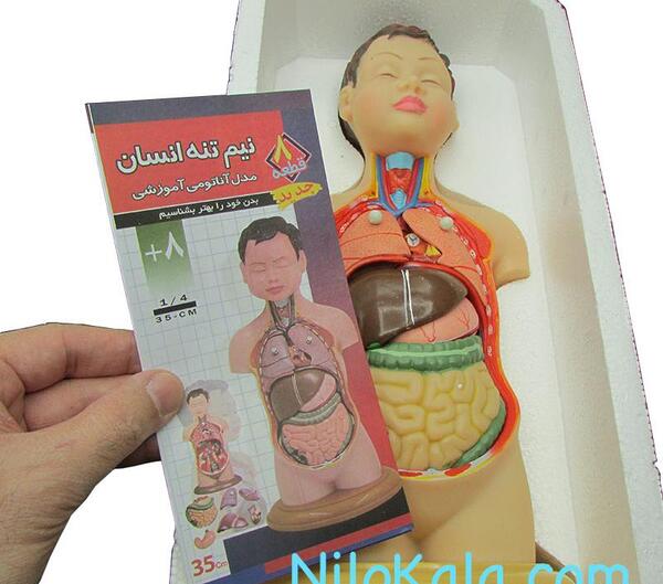 عکس آناتومی بدن برای کودکان