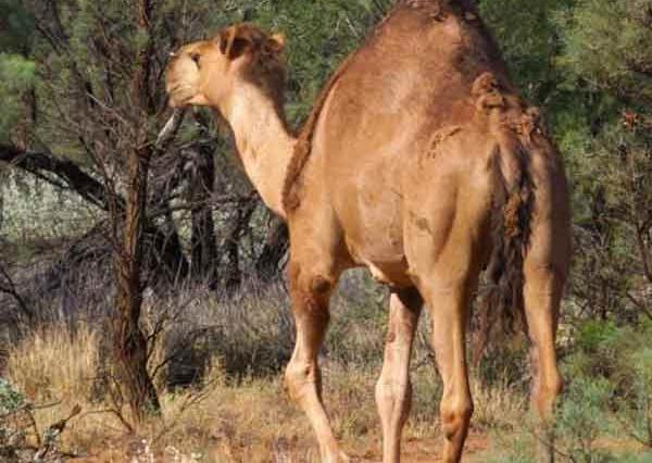 عکس شتر های وحشی