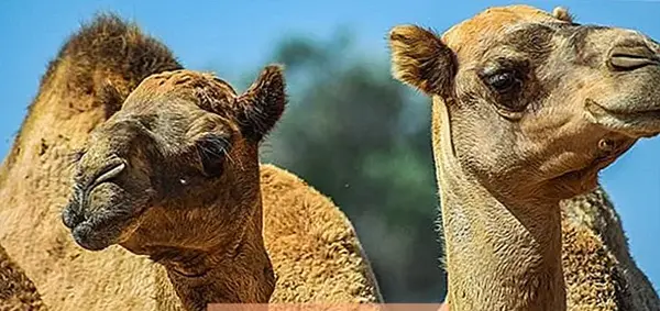 عکس شتر های وحشی