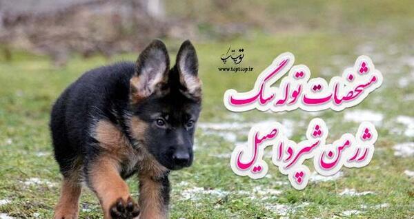 عکس تصاویر ژرمن شپرد اصیل