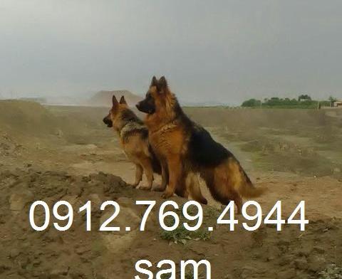 عکس تصاویر ژرمن شپرد اصیل