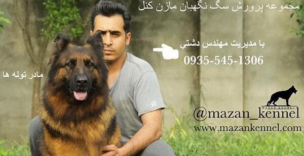 عکس تصاویر ژرمن شپرد اصیل