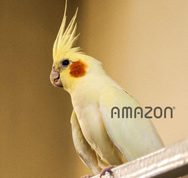 عکس طوطی عروس طوسی