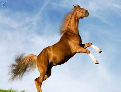 عکس اسب برای پروفایل