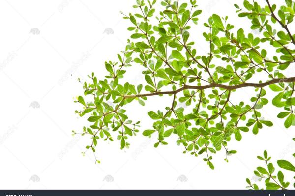 عکس سفید و سبز