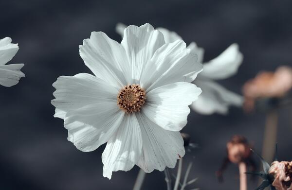 عکس سفید و سبز