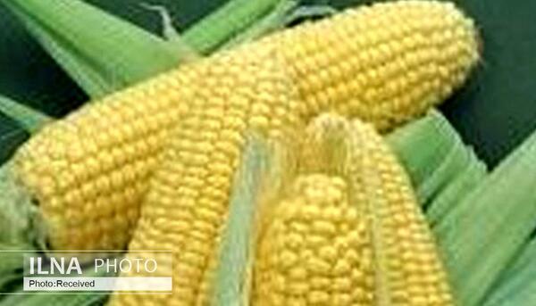 عکس ذرت های سمی