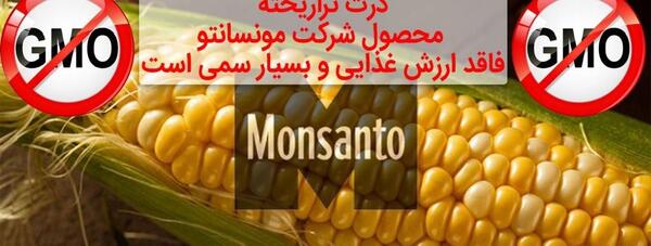 عکس ذرت های سمی