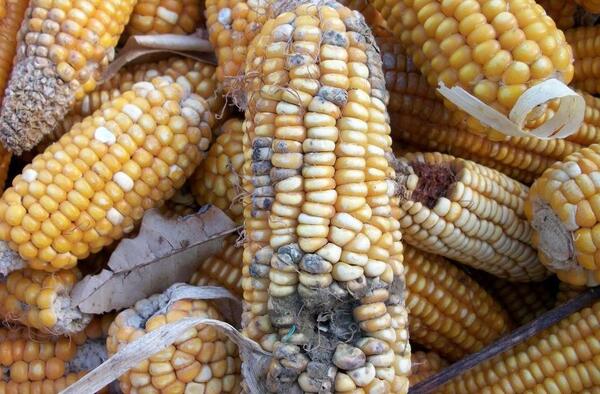 عکس ذرت های سمی