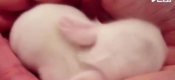 عکس خرگوش تازه به دنیا آمده