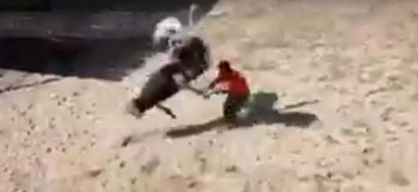 عکس حمله شترمرغ