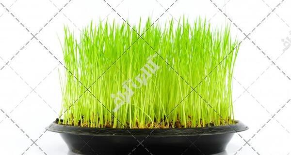 عکس سبزه عید کارتونی