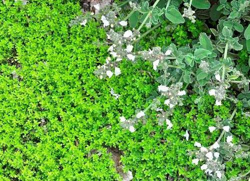 عکس گل های آویشن
