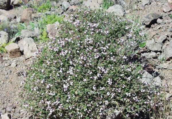 عکس گل های آویشن
