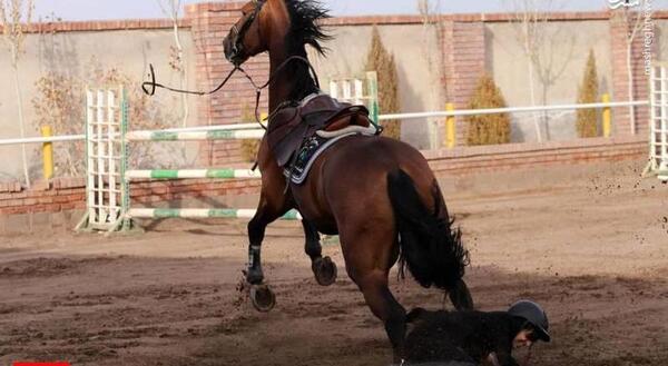عکس اسب مسابقه ای