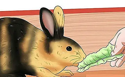 عکس خرگوش باردار