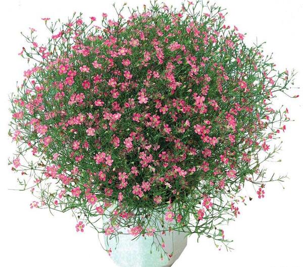 عکس گل ژیپسوفیلا