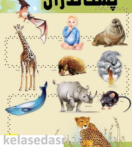 عکس حیوانات مهره دار
