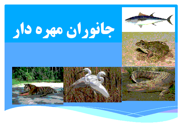عکس حیوانات مهره دار