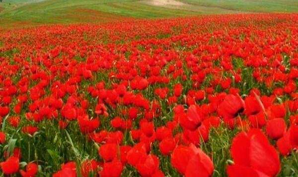 عکس گل شقایق