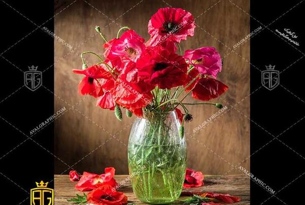 عکس گل شقایق