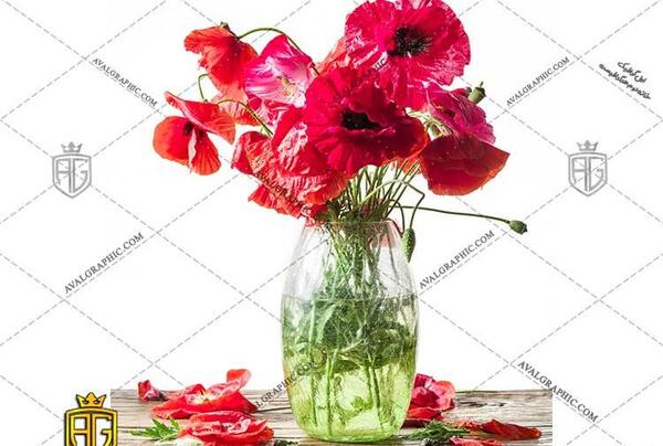 عکس گل شقایق