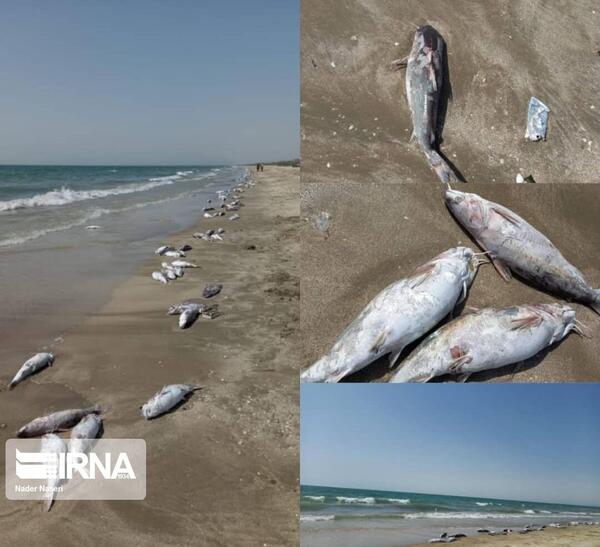 عکس دریا جاسک