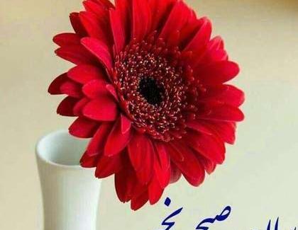 عکس گل صبح بخیر