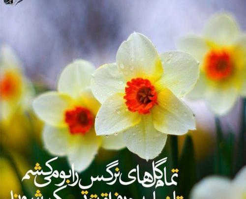 عکس امام زمان با گل نرگس