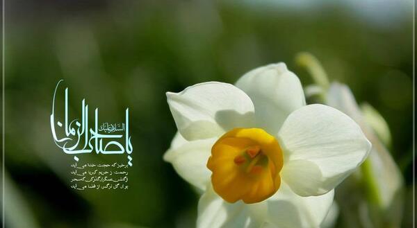 عکس امام زمان با گل نرگس