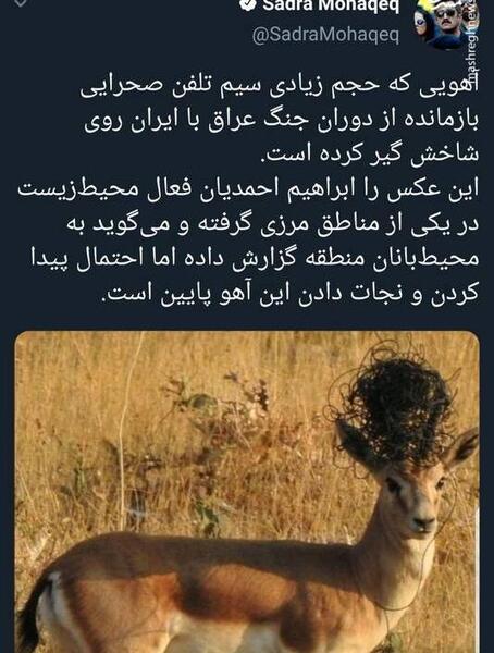 عکس یک آهو