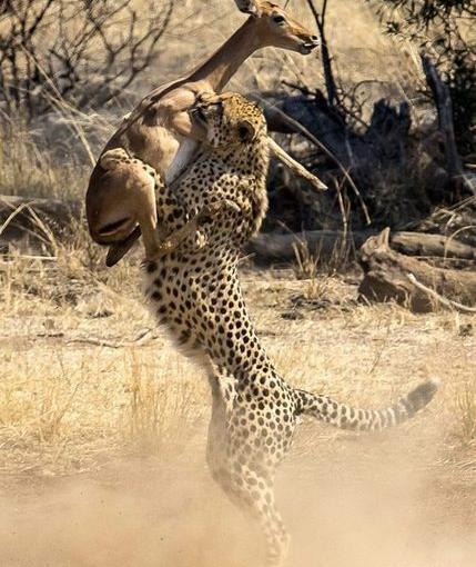 عکس یک آهو