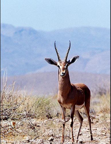 عکس آهوی جبیر