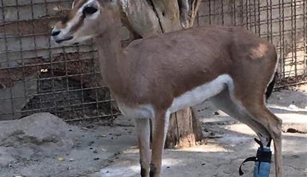 عکس آهوی جبیر