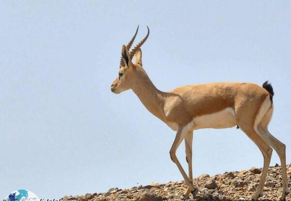 عکس آهوی جبیر
