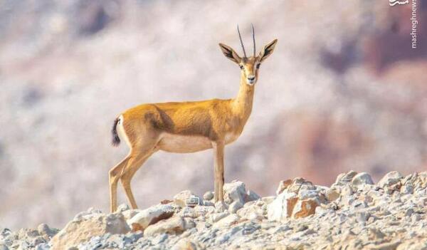 عکس آهوی جبیر