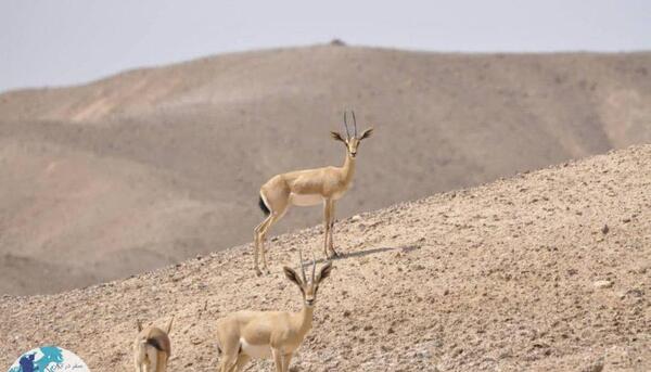 عکس آهوی جبیر