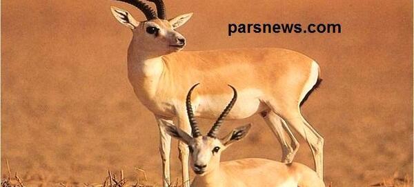 عکس آهوی جبیر