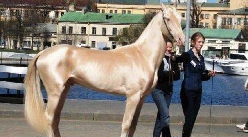 عکس اسب یک میلیاردی