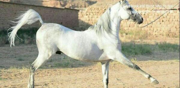 عکس اسب یک میلیاردی
