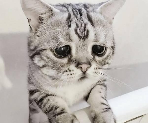 عکس های غمگین حیوانات