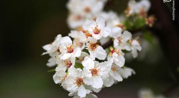 عکس بهار زیبایی