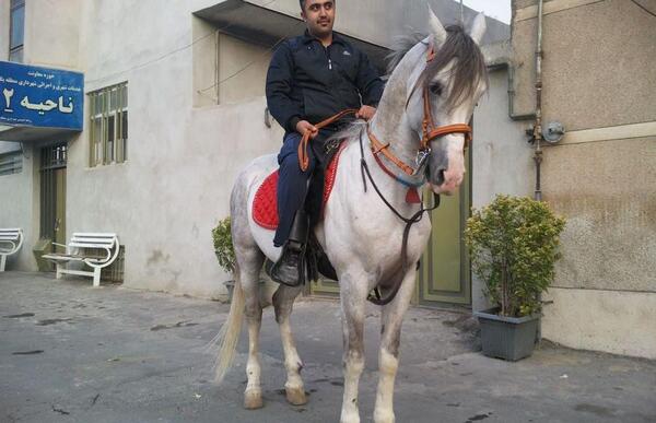 عکس اسب پروفایل