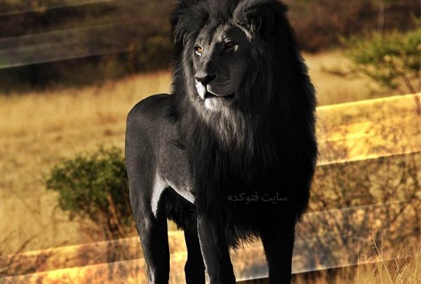 عکس نوشته تیکه دار شیر
